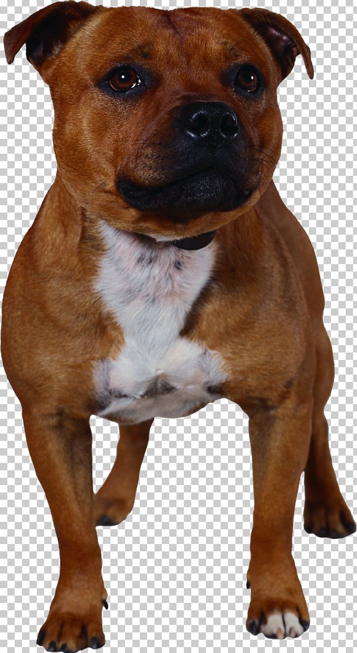 Staffordshire Bull Terrier American Pit Bull Terrier American Staffordshire Terrier PNG, Clipart, American Pit Bull Terrier, American Staffordshire Terrier, Animals, Breed, Bull Free PNG Download