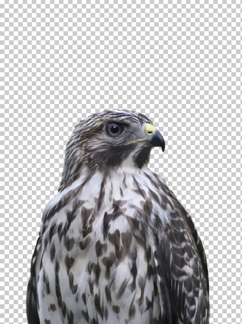 Feather PNG, Clipart, Beak, Buzzard, Common Buzzard, Eagle, Falcon Free PNG Download