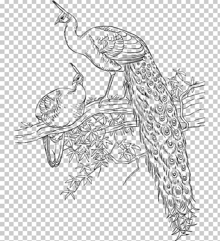 Asiatic Peafowl Bird Coloring Book Drawing PNG, Clipart, Adult, Animal, Animals, Art, Artwork Free PNG Download