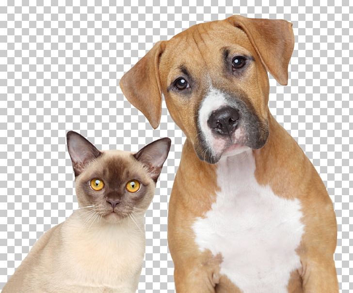 Dog–cat Relationship Dog–cat Relationship Pet Veterinarian PNG, Clipart, Animal, Animal Control And Welfare Service, Animal Rescue, Animals, Cat Like Mammal Free PNG Download