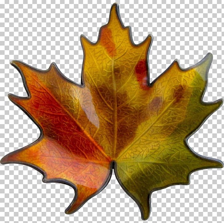 Maple Leaf Tree Plant PNG, Clipart, Leaf, Maple, Maple Leaf, Plant, Tree Free PNG Download
