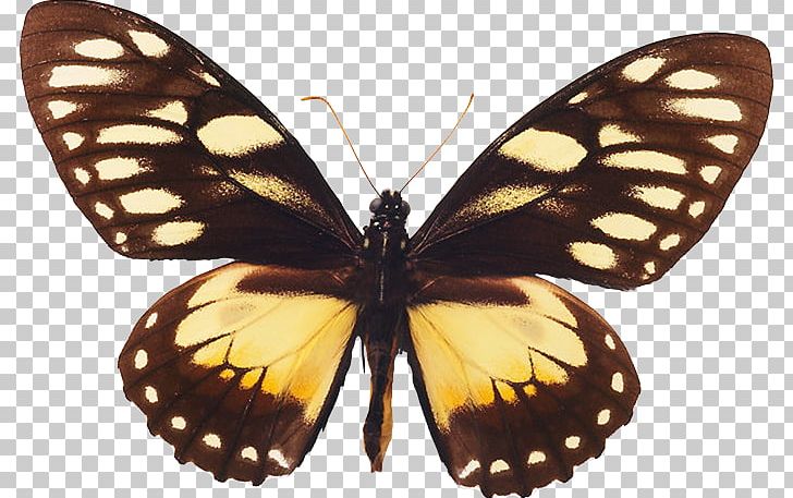 Monarch Butterfly Pieridae Gossamer-winged Butterflies Brush-footed Butterflies PNG, Clipart, Arthropod, Black Butterfly, Brush Footed Butterfly, Butterflies And Moths, Butterfly Free PNG Download