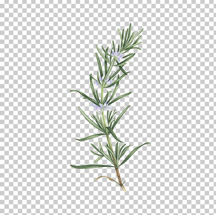 Abziehtattoo Rosemary Herb Tattoo Artist PNG, Clipart, Abziehtattoo, Bouquet Garni, Common Sage, Essential Oil, Flower Free PNG Download