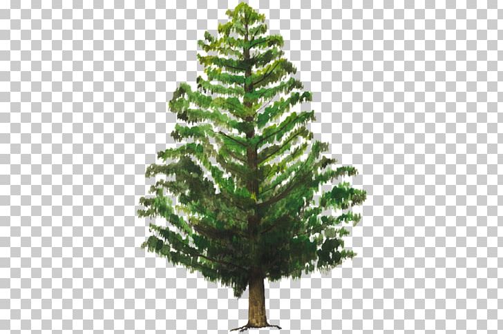 Artificial Christmas Tree Pine Douglas Fir PNG, Clipart, Artificial Christmas Tree, Biodiversidad, Biome, Branch, Christmas Free PNG Download