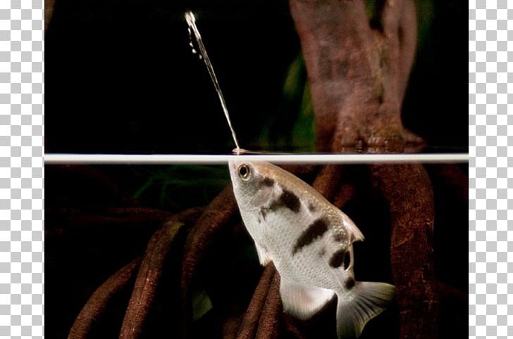 Banded Archerfish Toxotes Chatareus Actinopterygii Perch-like Fishes PNG, Clipart, Actinopterygii, Animal, Animals, Aquatic Animal, Archerfish Free PNG Download