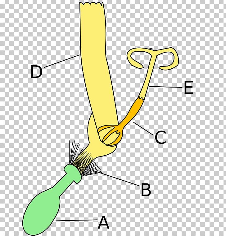Common Sunflower Daisy Family Kwiat Języczkowy Ligule PNG, Clipart, Angle, Area, Arm, Aster, Beak Free PNG Download