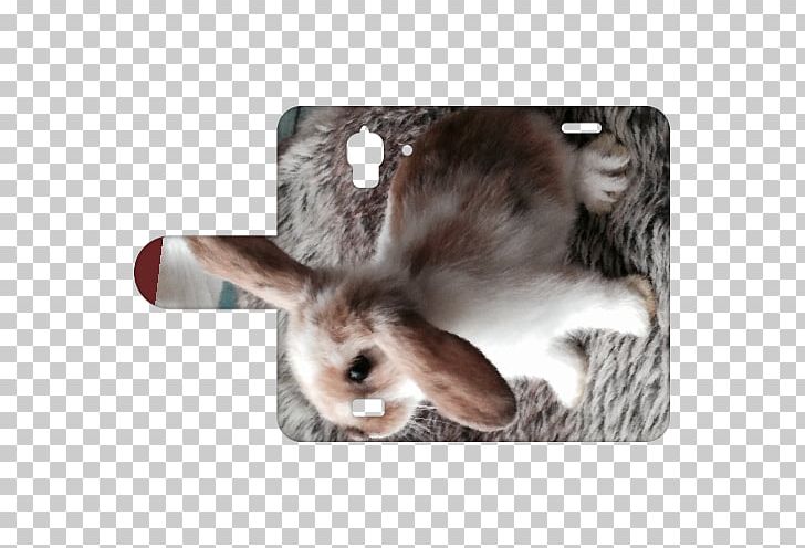 Domestic Rabbit Huawei Y5 Telefoonhoesje Met Bedrijfslogo & Tekst Ontwerpen Huawei Y360 Hare Smartphone PNG, Clipart, Album Cover, Domestic Rabbit, Fauna, Fur, Hare Free PNG Download