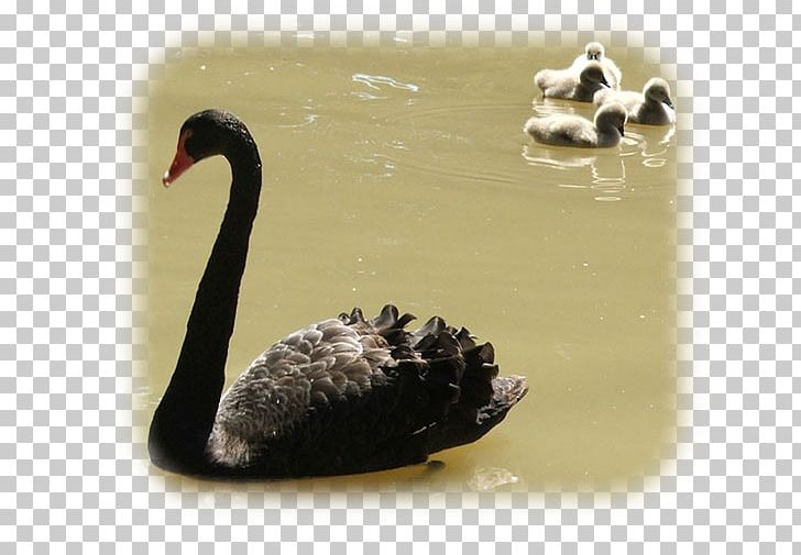 Duck Cygnini Fauna Beak Black Swan PNG, Clipart, Animals, Beak, Bird, Black Swan, Cisne Free PNG Download
