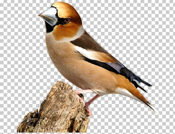Finches Bird Bam Beak Nose PNG, Clipart, Ali, Ali Alridha, Animals, Bam, Beak Free PNG Download