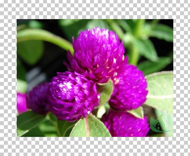 Globe Amaranth Flower Seed Red Amaranth Plants PNG, Clipart, Amaranth, Amaranthaceae, Amaranth Family, Annual Plant, Aster Free PNG Download