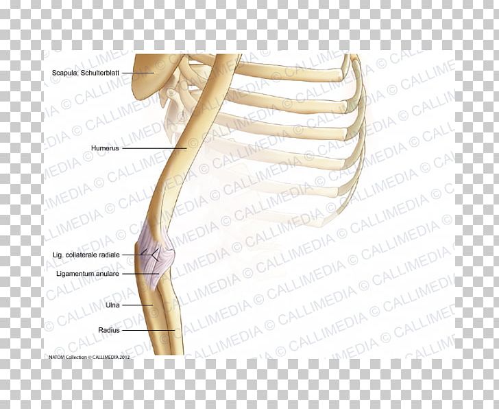 Thumb Elbow Bone Shoulder Acromion PNG, Clipart, Abdomen, Acromion, Anatomy, Angle, Arm Free PNG Download