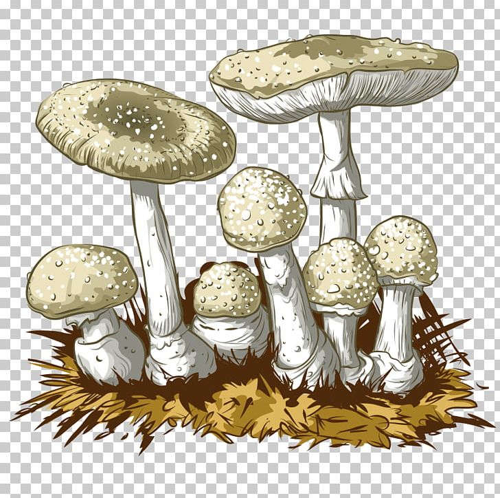 Amanita Muscaria Edible Mushroom Fungus PNG, Clipart, Agaric, Agaricaceae, Amanita, Amanita Muscaria, Boletus Edulis Free PNG Download