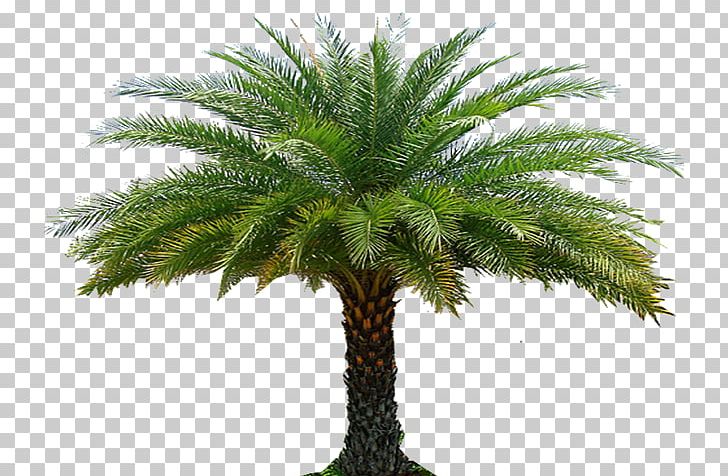 Babassu Roof Garden Landscape Architecture Palm Trees PNG, Clipart, Architecture, Arecales, Attalea Speciosa, Bonsai, Borassus Flabellifer Free PNG Download