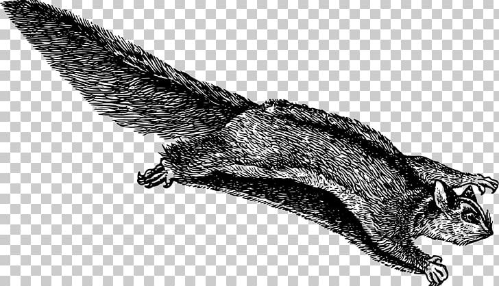 Japanese Dwarf Flying Squirrel Flight PNG, Clipart, Animals, Bat, Black And White, Carnivoran, Claw Free PNG Download