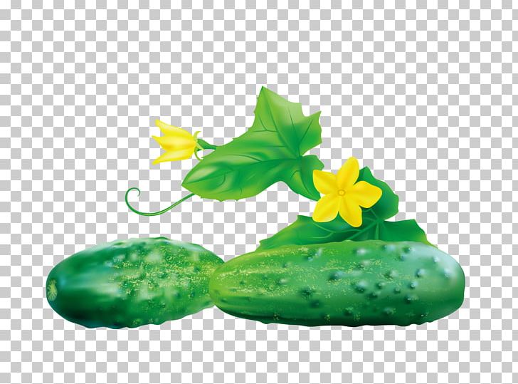 Cucumber Vegetable Food PNG, Clipart, Armenian Cucumber, Cartoon, Cucumber Cartoon, Cucumber Gourd And Melon Family, Cucumber Juice Free PNG Download