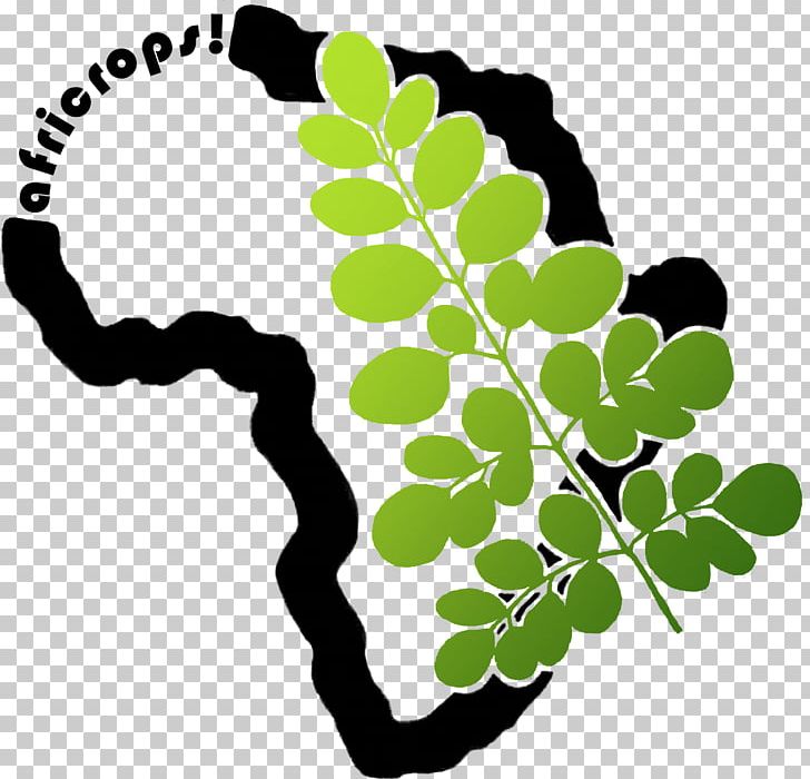 Drumstick Tree Africrops! GmbH WerbeTriebwerk UG Food Rohstoff PNG, Clipart, Baobab, Branch, Drumstick Tree, Expert, Flora Free PNG Download