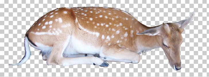 Reindeer PNG, Clipart, Adobe Lightroom, Animal, Animal Figure, Animals, Christmas Deer Free PNG Download