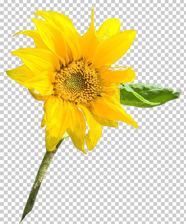 Sunflower Seed Annual Plant Sunflower M Sunflowers Petal PNG, Clipart, Annual Plant, Background Hd, Daisy Family, Flower, Flowering Plant Free PNG Download