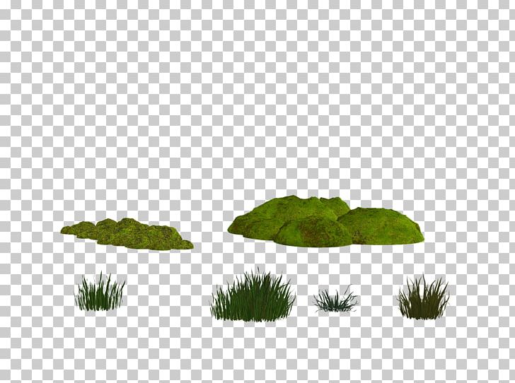 Moss YouTube PNG, Clipart, Bryophyte, Comedy, Computer Icons, Grass, Grass Family Free PNG Download