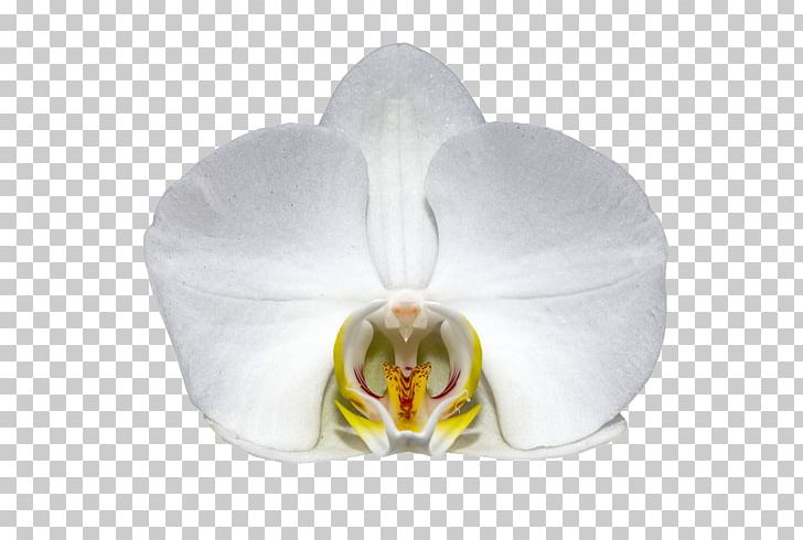 Orchids Flower Orchidea White Moth Orchid PNG, Clipart, Blossom, Blume, Cattleya Orchids, Cicek, Flower Free PNG Download