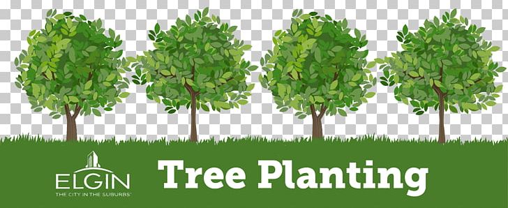 Tree Planting Photography PNG, Clipart, Agriculture, Biome, Branch, Ecosystem, Evergreen Free PNG Download