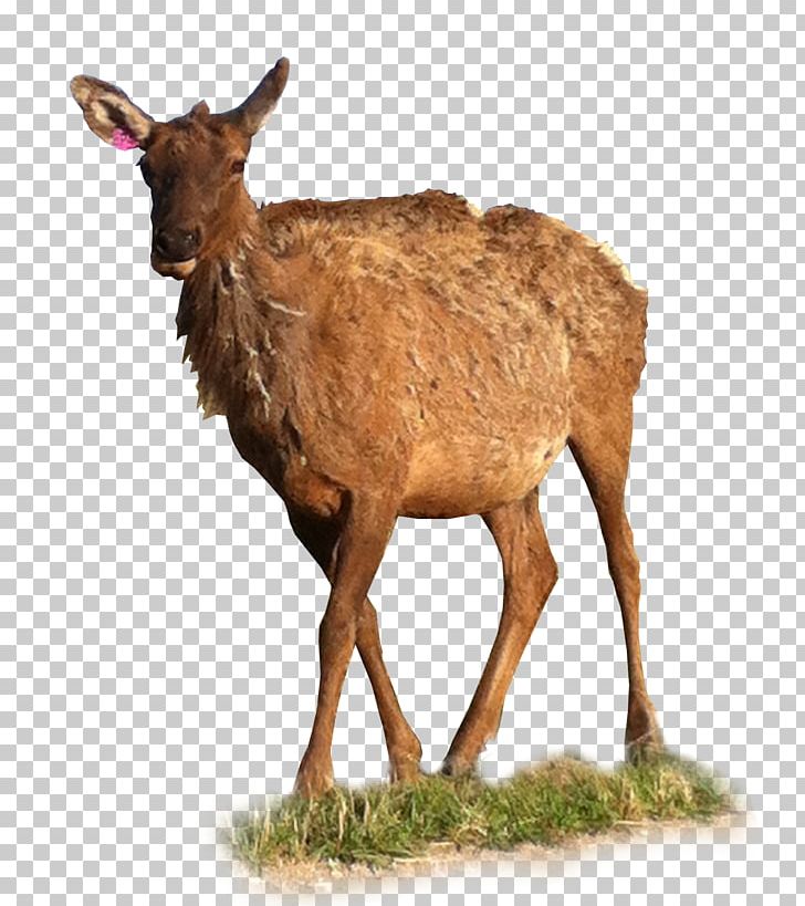 Elk White-tailed Deer Reindeer Antelope PNG, Clipart, Animal, Antelope, Antler, Cow Goat Family, Deer Free PNG Download