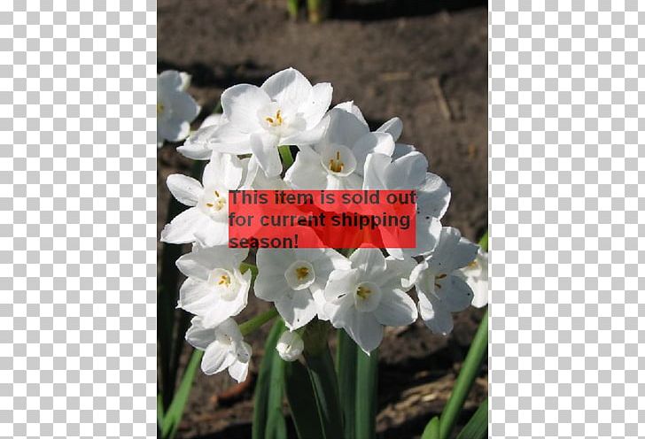 Narcissus Herbaceous Plant PNG, Clipart, Flower, Flowering Plant, Herbaceous Plant, Narcissus, Others Free PNG Download