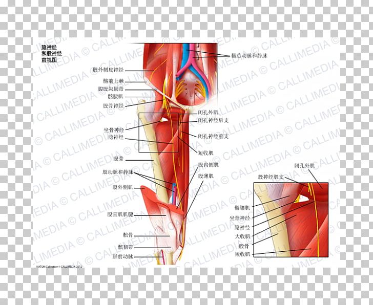 Obturator Nerve Saphenous Nerve Anterior Cutaneous Branches Of The Femoral Nerve PNG, Clipart, Anatomy, Angle, Arm, Blood Vessel, Cutaneous Nerve Free PNG Download