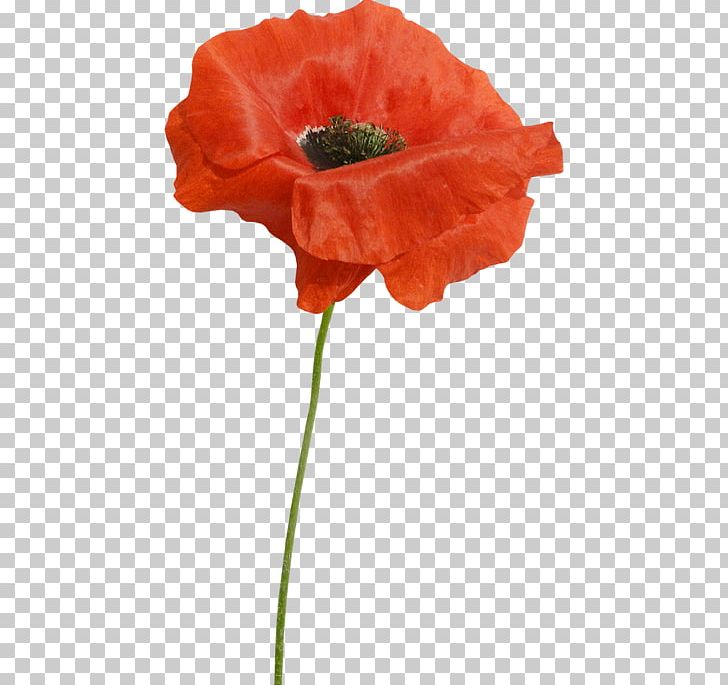 Poppy Cut Flowers PNG, Clipart, Coquelicot, Cut Flowers, Flower, Flowering Plant, Liveinternet Free PNG Download