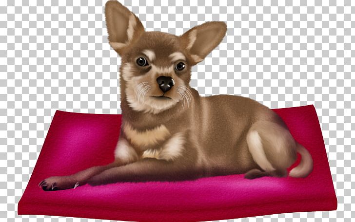 Chihuahua Puppy Dog Breed Companion Dog Cuteness PNG, Clipart, Animals, Breed, Cari, Carnivoran, Cartoon Free PNG Download