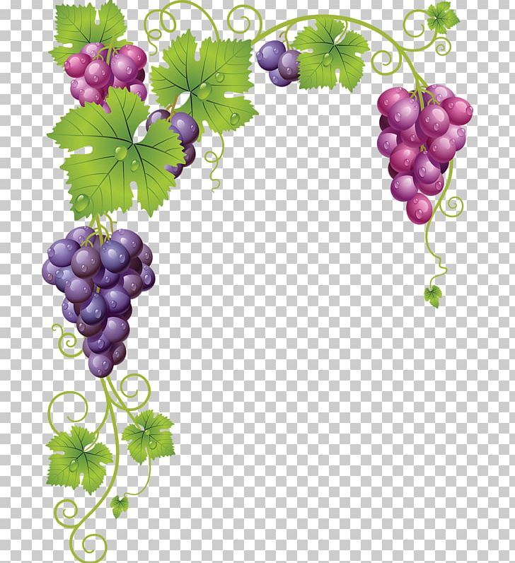 Common Grape Vine Wine PNG, Clipart, Can Stock Photo, Cartoon, Creative,  Floral, Food Free PNG Download