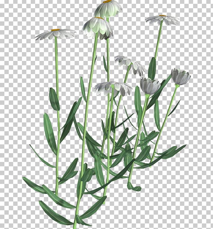 Flowering Plant Herbalism Plant Stem PNG, Clipart, Camomile, Flora, Flower, Flowering Plant, Grass Free PNG Download