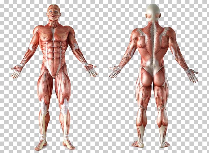 Muscle Anatomy Human Body Muscular System Organ PNG, Clipart, Abdomen, Arm, Back, Bodybuilder, Bodybuilding Free PNG Download