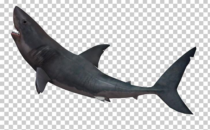 Shark Fin Soup Great White Shark PNG, Clipart, 3d Cartoon Fish, Animal, Animals, Big Shark, Biological Free PNG Download