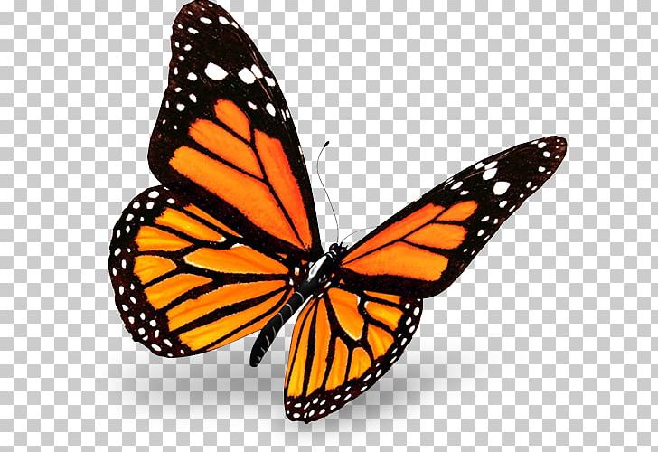 The Monarch Butterfly Insect PNG, Clipart, Animal Migration, Arthropod, Brush Footed Butterfly, Butterflies And Moths, Butterfly Free PNG Download