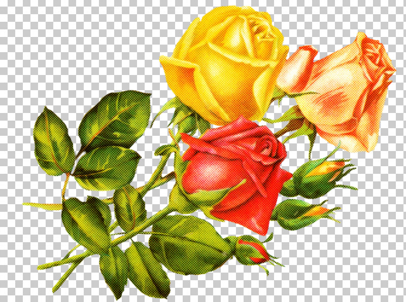 Garden Roses PNG, Clipart, Artificial Flower, Austrian Briar, Bud, China Rose, Cut Flowers Free PNG Download