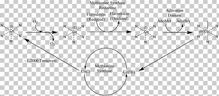 Methionine Synthase Homocysteine MTRR Vitamin B-12 PNG, Clipart, Angle, Area, Black And White, Circle, Diagram Free PNG Download