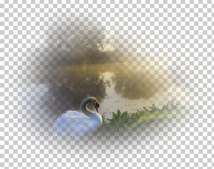 Nature Duck Desktop PNG, Clipart, Animals, Beak, Beauty, Bird, Cityscape Free PNG Download