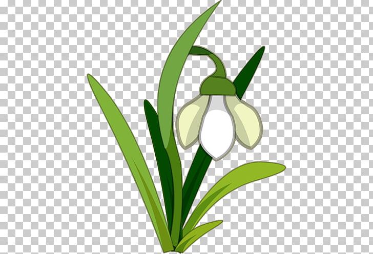 Snowdrop Flower PNG, Clipart, Clip Art, Flora, Flower, Flowering Plant, Free Content Free PNG Download