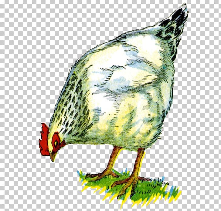 Chicken Portable Network Graphics Drawing Computer Icons PNG, Clipart, Adobe Flash, Animals, Apriori, Beak, Bird Free PNG Download