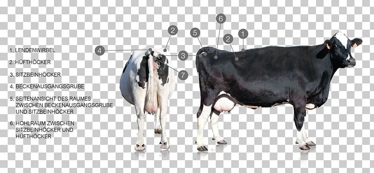 Dairy Cattle Guernsey Cattle Goat Calf PNG, Clipart, Animals, Bodyconditionscoring, Calf, Cattle, Cattle Like Mammal Free PNG Download