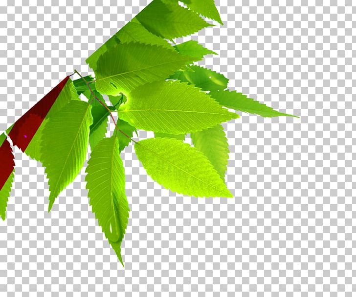 Leaf Plant Green PNG, Clipart, Autumn Leaves, Banana Leaves, Display Resolution, Download, Euclidean Vector Free PNG Download