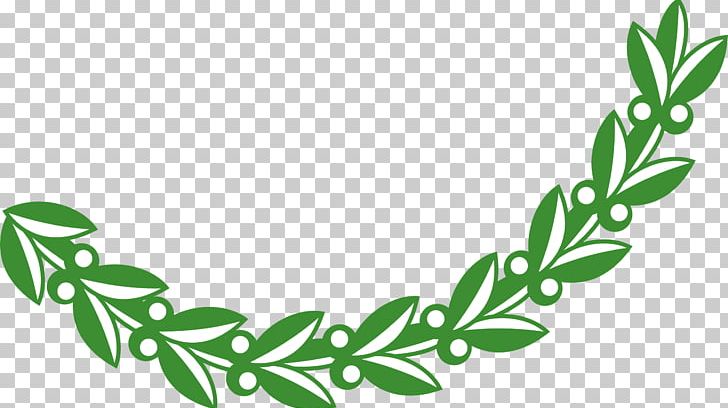 Olive PNG, Clipart, Branch, Download, Drawing, Flower, Flowering Plant Free PNG Download