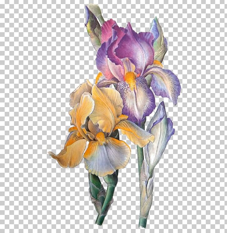 Orris Root Iris Flower Eye Art PNG, Clipart, Aesthetics, Art, Cut Flowers, Eye, Eye Color Free PNG Download