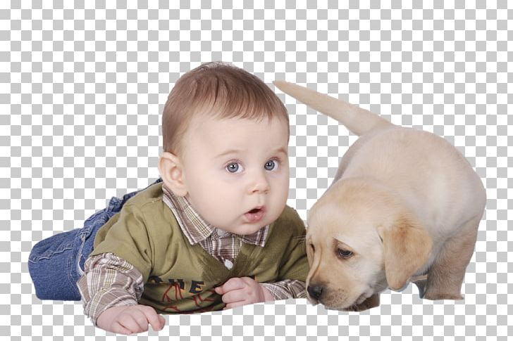 Puppy Maltese Dog Cat Pet Dog Training PNG, Clipart,  Free PNG Download