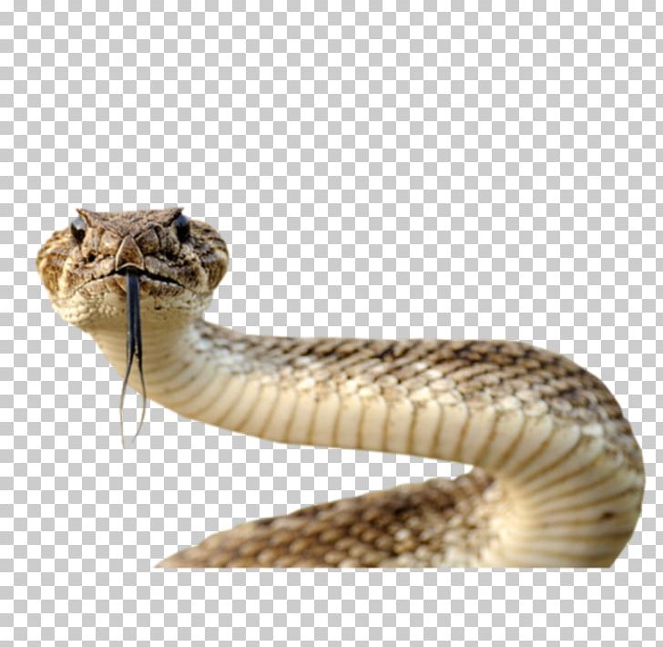Snake PNG, Clipart, Animals, Desktop Wallpaper, Download, Elapidae, Encapsulated Postscript Free PNG Download