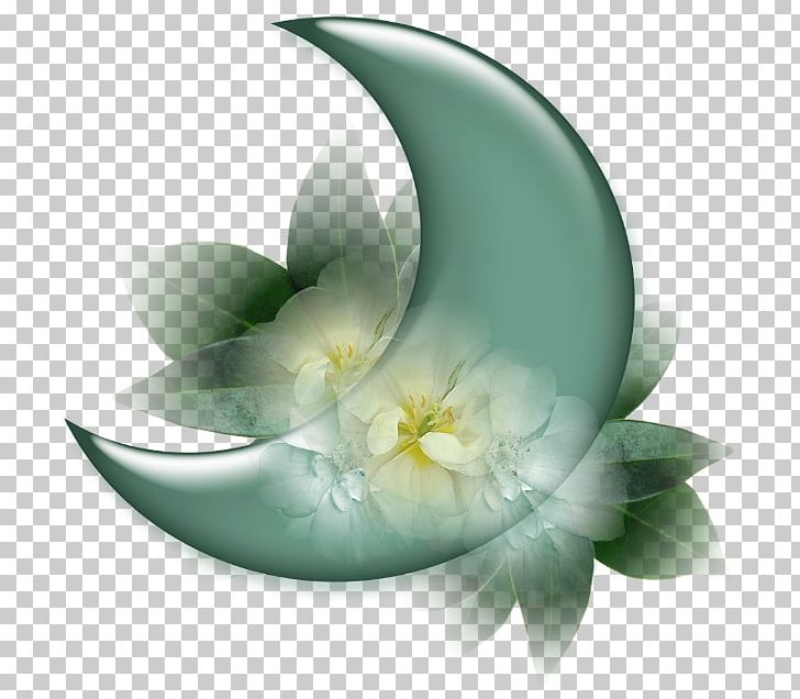 YouTube Sham Ennessim Moon PNG, Clipart, Computer Wallpaper, Flora, Flower, Food Drinks, Logos Free PNG Download