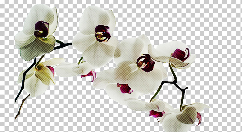 White Flower Petal Moth Orchid Plant PNG, Clipart, Cut Flowers, Dendrobium, Flower, Moth Orchid, Orchid Free PNG Download