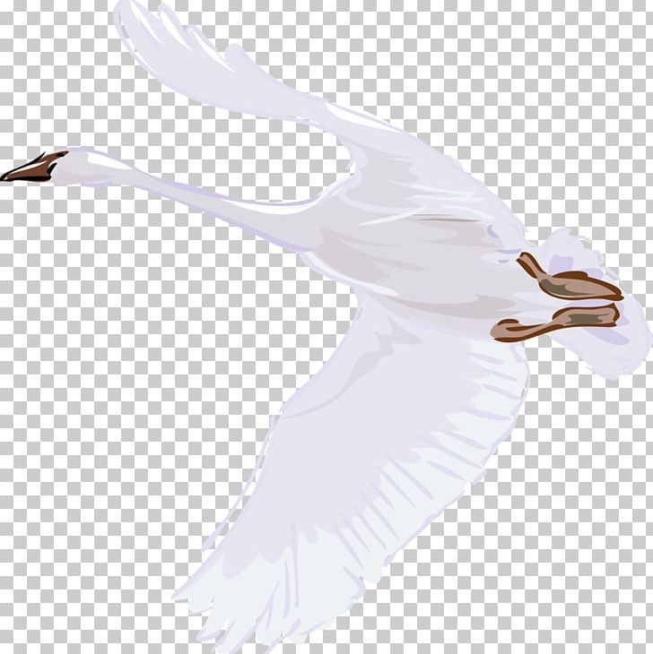 Cygnini Bird Illustration PNG, Clipart, Adobe Illustrator, Animal, Animals, Beak, Bird Free PNG Download