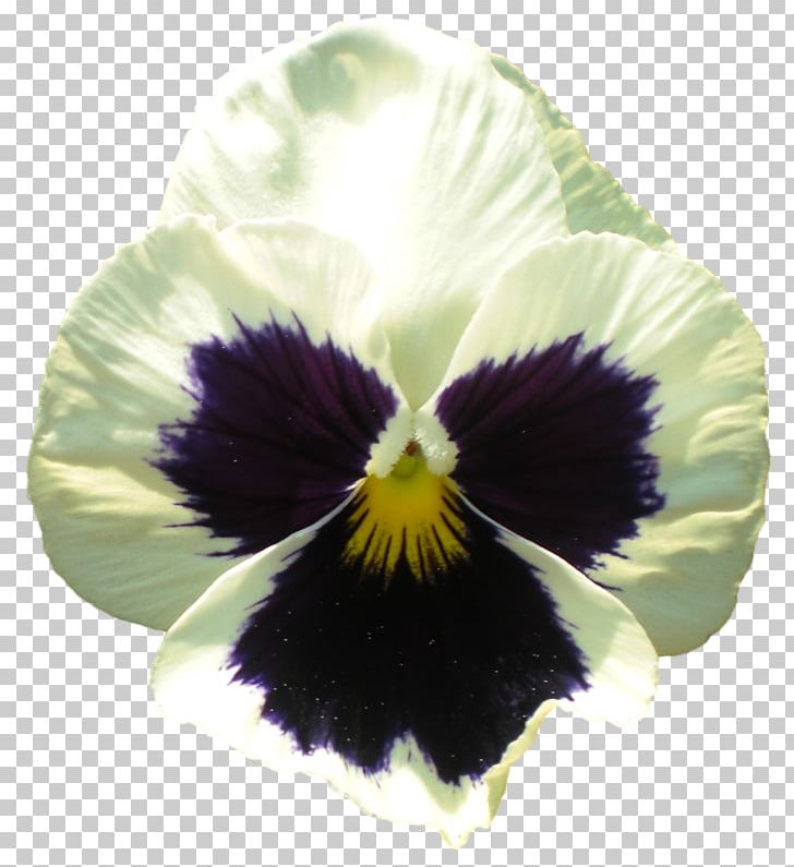 Pansy Flowering Plant Violet PNG, Clipart, Black, Color, Computer Icons, Flower, Flowering Plant Free PNG Download